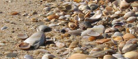 Een strand met talloze schelpen verspreid over het zand.