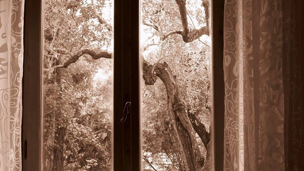 Una habitación con dos ventanas, cada una con vista a un árbol.