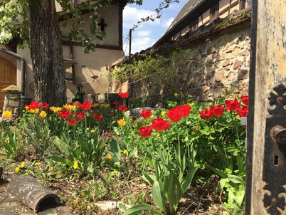 Enólogos casa XVI. Siglo