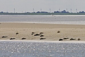 In Strandnähe, Liegestühle