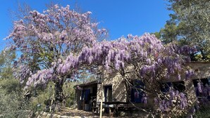 Un bâtiment rustique en pierre, doté d’une porte et de fenêtres en bois, entouré de luxuriantes vignes de glycines aux fleurs violettes.