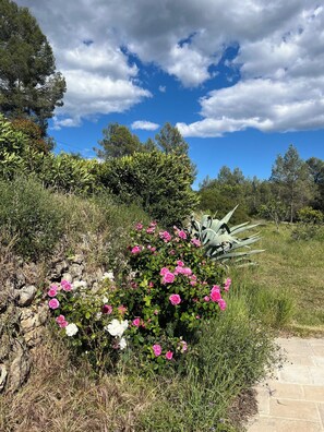 A garden with pink and white flowers, a stone pathway, and a clear blue sky.