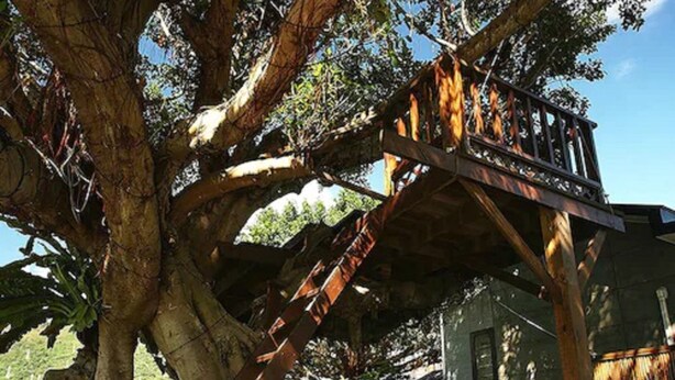 A treehouse structure built into a large tree, with a metal staircase leading up to it. - Kanazawa House (Ji'an)