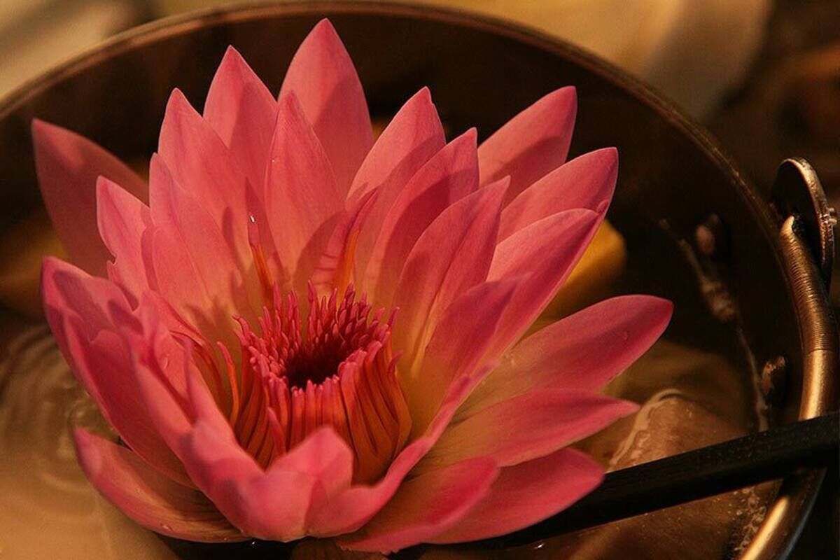 A pink lotus flower in a bowl.