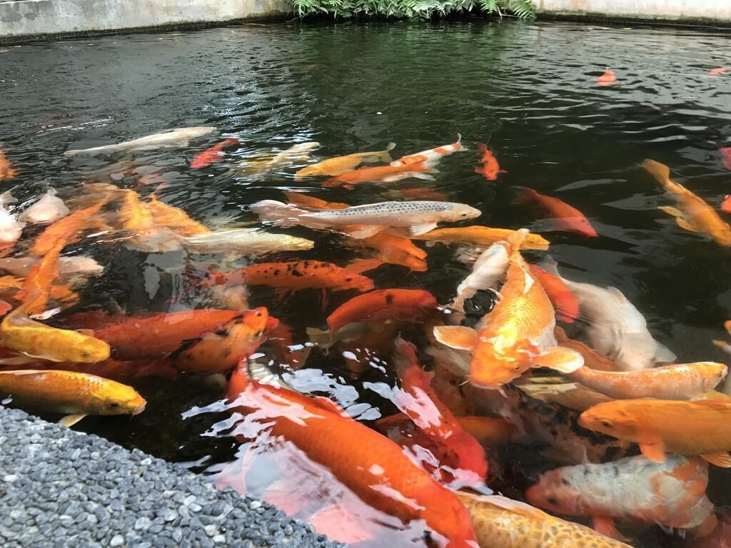 A koi pond with various colored koi fish swimming.