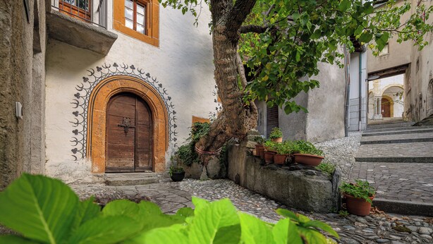 A cobblestone courtyard with a wooden door, potted plants, and a tree.