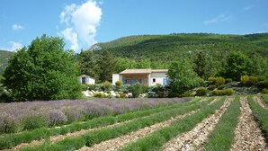Uma casa com fachada de pedra e contraportas azuis, rodeada por um campo de lavanda e um morro arborizado.