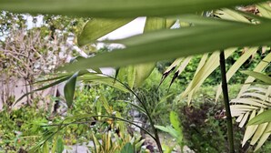 Un jardin avec différentes sortes de plantes et un sentier en pierre.