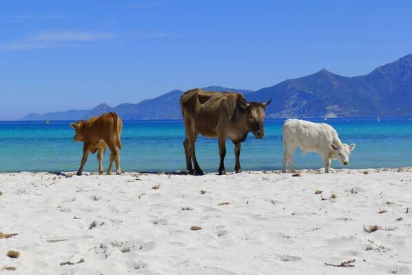 Perto da praia