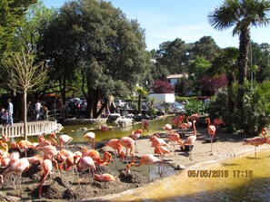 Pool - high capacity house can accommodate up to 18 people. (Les Mathes)