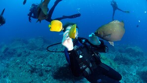 A diver underwater with a large fish nearby. - Your bed and breakfast, Tamarind, 5 minutes from the beach and the center (Flic en Flac)