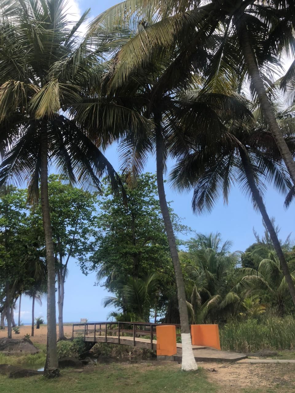 Una zona de playa con palmeras, un puente de madera y un sendero arenoso.