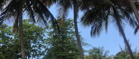 Una zona de playa con palmeras, un puente de madera y un sendero arenoso.