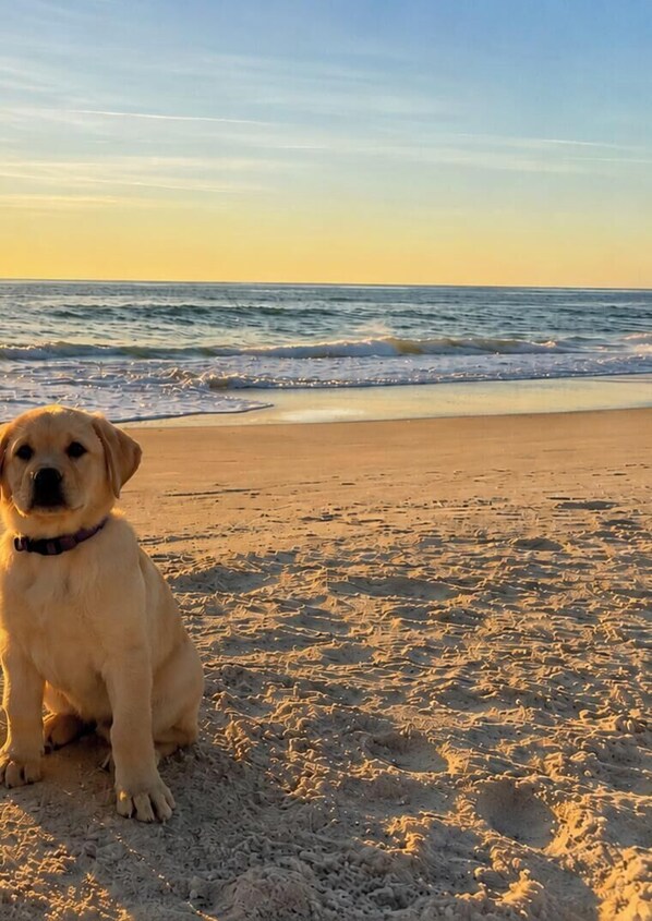 A dog sitting on a sandy beach with the ocean in the background.