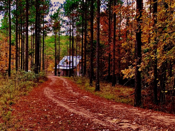 Un camino de tierra que conduce a una casa rodeada de altos árboles.