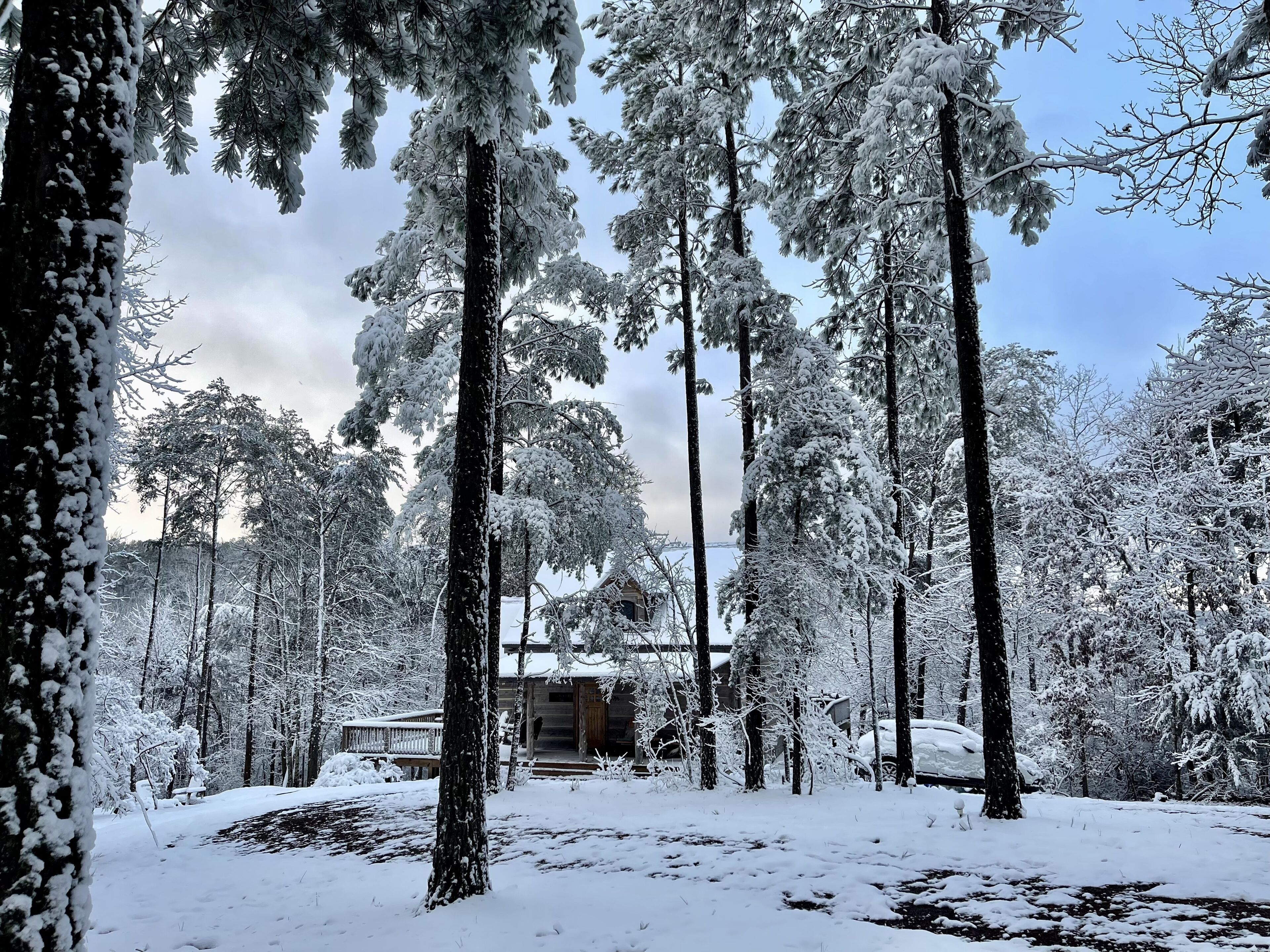 A cabin surrounded by tall, snow-covered trees.