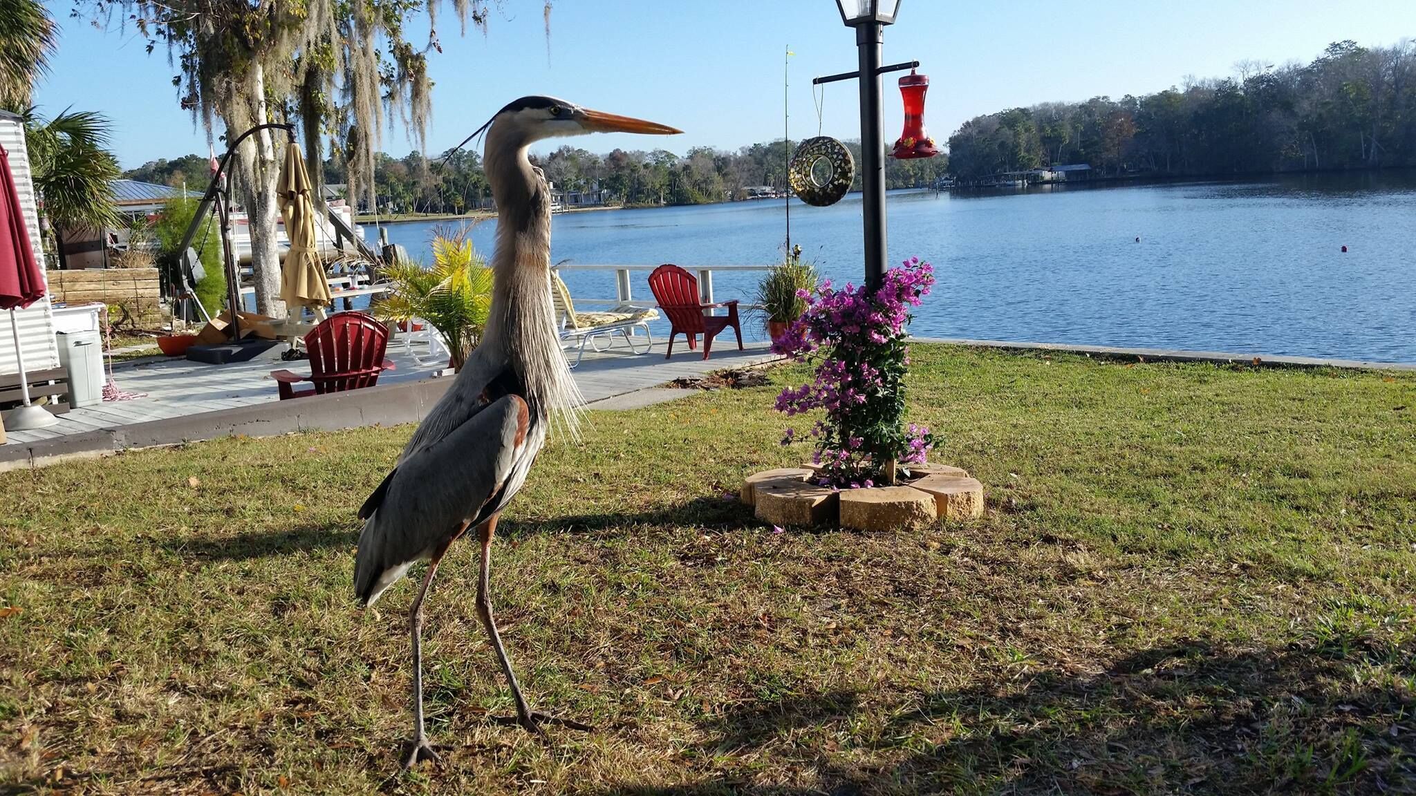 Una garza de pie sobre la hierba cerca de un lago, con sillas y un farol al fondo.
