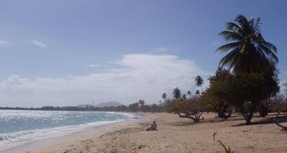 Modern Oasis On Tropical