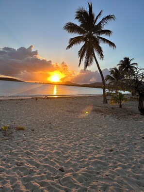 Une plage avec un palmier et un coucher de soleil sur l’eau.