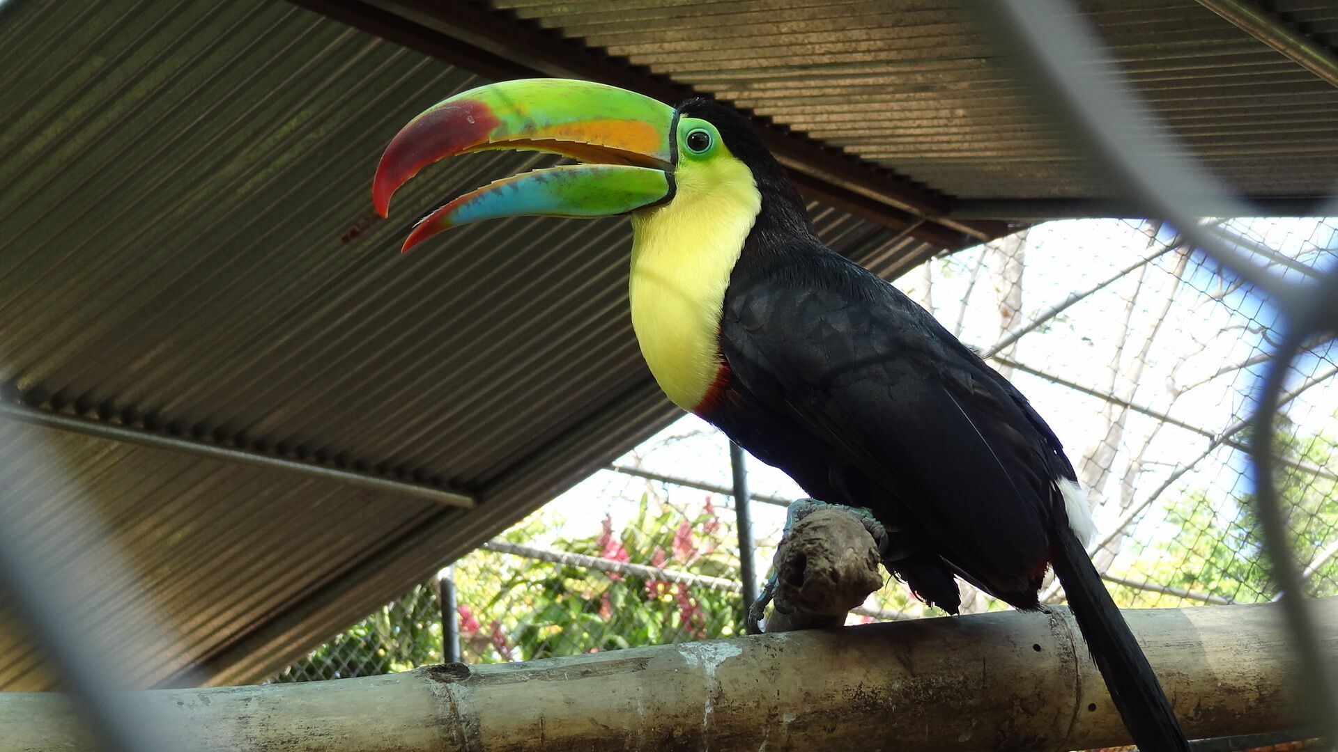 toucan