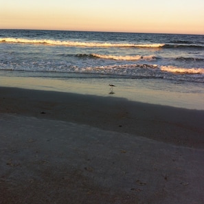 Plage à proximité, chaises longues, serviettes de plage