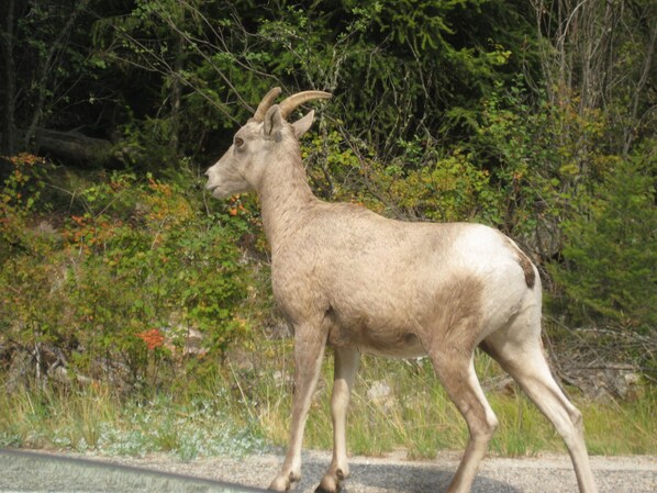 A mountain goat walking along a road with dense greenery and trees in the background.
