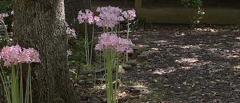 Un sendero de piedra que conduce a una estructura de madera, con un gran árbol y flores rosadas.