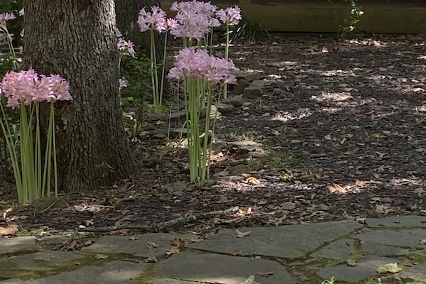 Some lovely lilies that are currently in full bloom at the Lakehouse (8/20)!