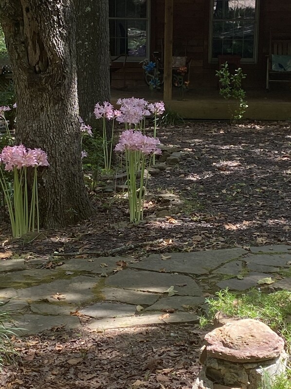 A stone pathway leading to a wooden structure with a large tree and pink flowers.