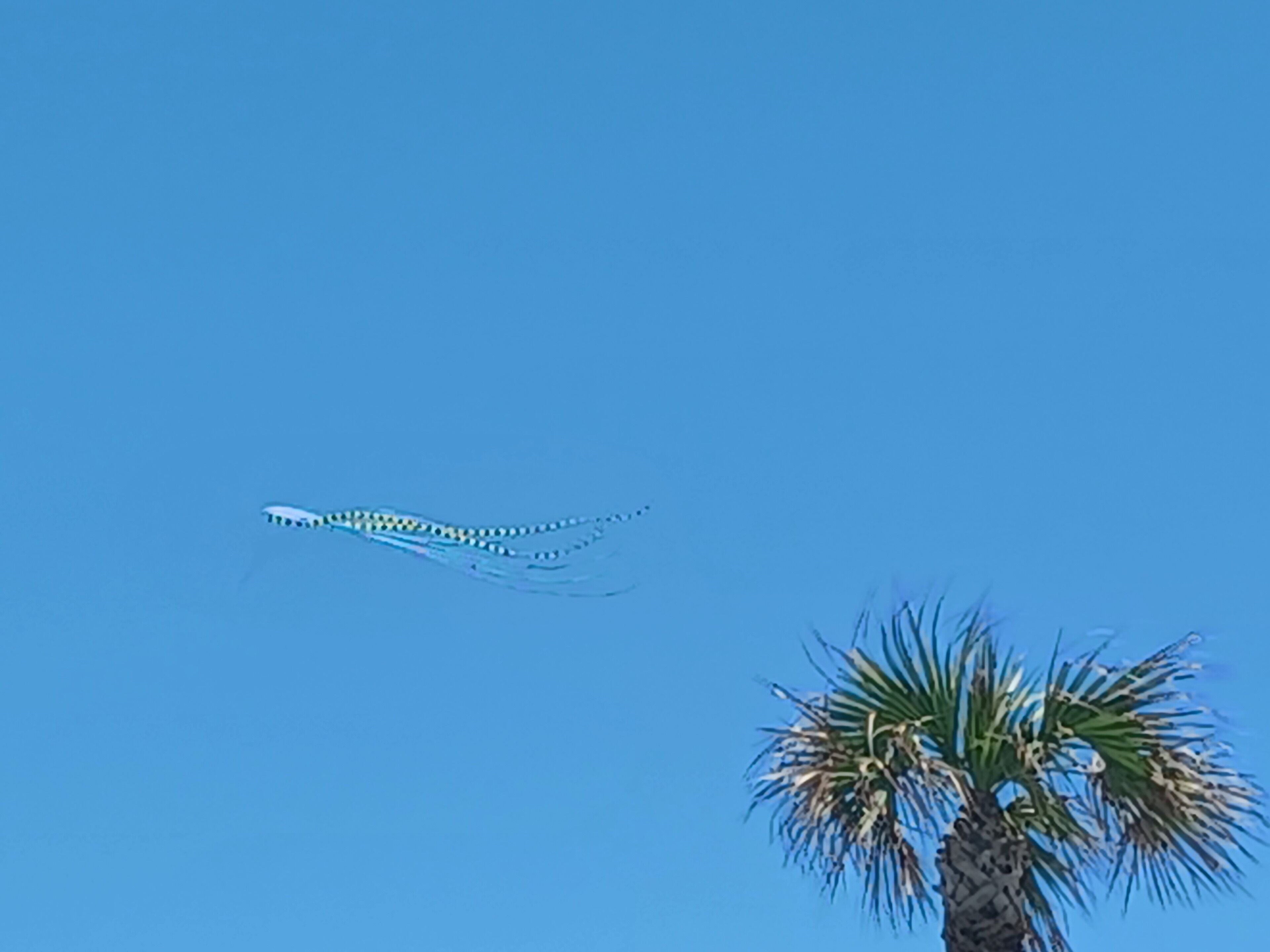 A clear blue sky with a kite flying above a palm tree.
