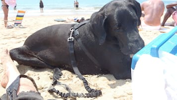 Beach nearby, sun loungers