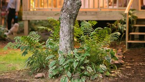 A tree with a sign reading "Strawberry Moon" in a forested area with a wooden building in the background. - Pebble Creek Magical Retreat 2BR 1.5BA Shelter on Stream. Camp/Sleep 10/Linens
 (Laurel Fork)
