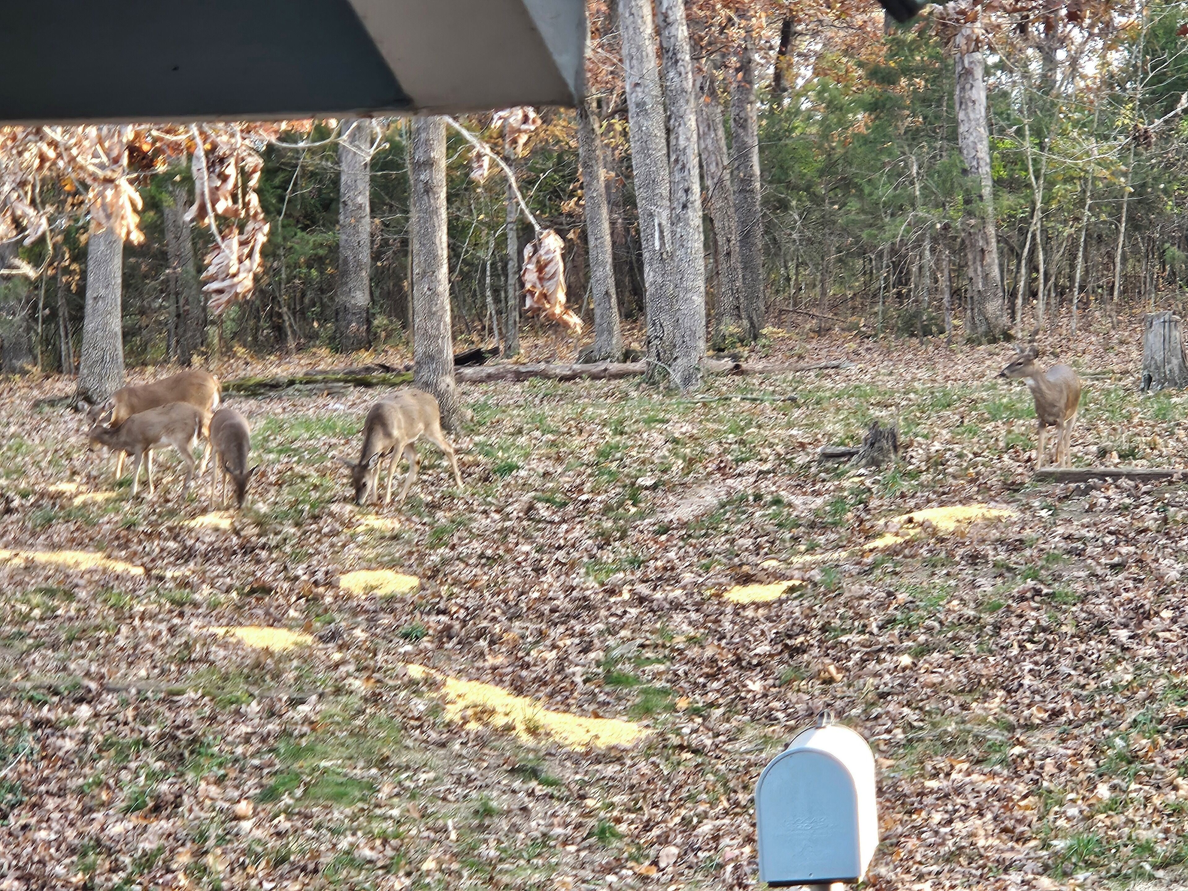 A forested area with deer grazing, a mailbox, and a wooden structure.