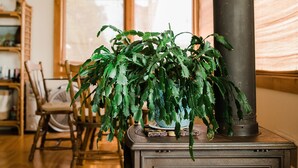 Une pièce avec un poêle à bois, une plante en pot, une chaise en bois et une bibliothèque.