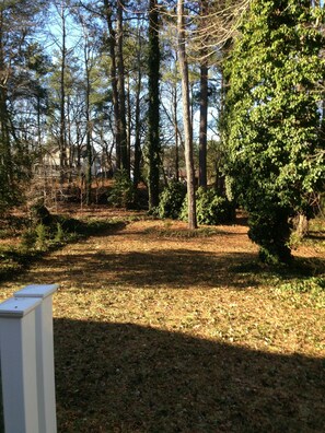A forested area with a variety of trees and a clear sky.