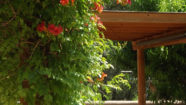 Una pérgola de madera con una mesa y sillas debajo, rodeada de follaje exuberante y flores rojas.
