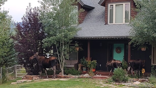 A house with a porch, a green door, and two moose standing in the yard. - Meadow Magic + FREE NIGHT! Spa, Gourmet Kitchen, 2 Free MTB's, 1hr2 Yellowstone (Big Sky)
