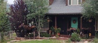 Meadow Magic + FREE NIGHT! Spa, Gourmet Kitchen, 2 Free MTB's, 1hr2 Yellowstone