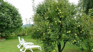 A tree with green fruits in a grassy area with white lounge chairs. - B&B Marie Thérèse (Torreano)