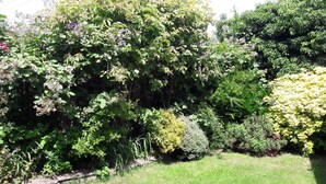 A lush garden with a variety of plants and trees, a well-maintained lawn, and a wooden fence. - Overnight Stays Stockport (Stockport)