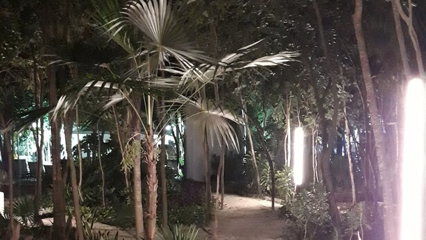 A narrow pathway flanked by tall palm trees and dense foliage, leading to a building with a concrete wall. - Casa Falabella - Puerto Marino (Puerto Morelos)