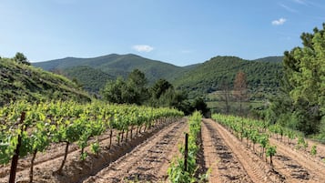 Un viñedo con hileras de parras que se extienden hasta el horizonte, rodeado de colinas y árboles.