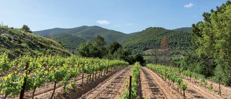 A vineyard with rows of grapevines extending into the distance, surrounded by hills and trees.