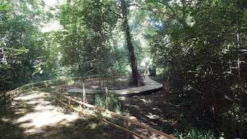 Un sendero de madera serpentea por una zona boscosa, con barandilla de madera.