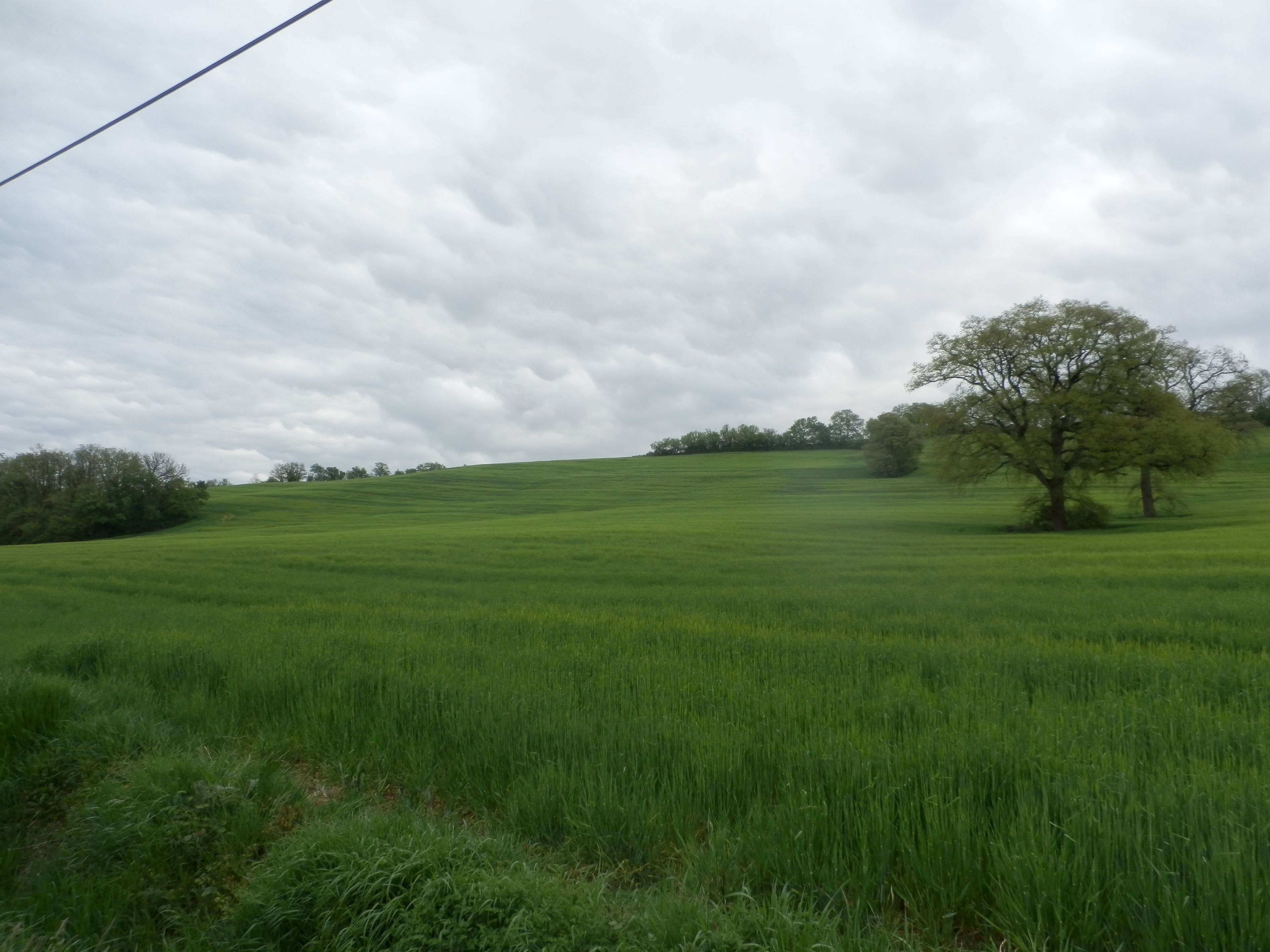 Ein grünes Feld mit einem einzelnen Baum und einer Stromleitung im Vordergrund.