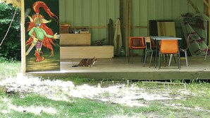 Une structure rustique en bois, dotée d’un porche abrité, d’une table, de chaises et d’un chat.
