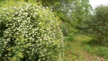 Un arbusto tupido con flores blancas y follaje verde.
