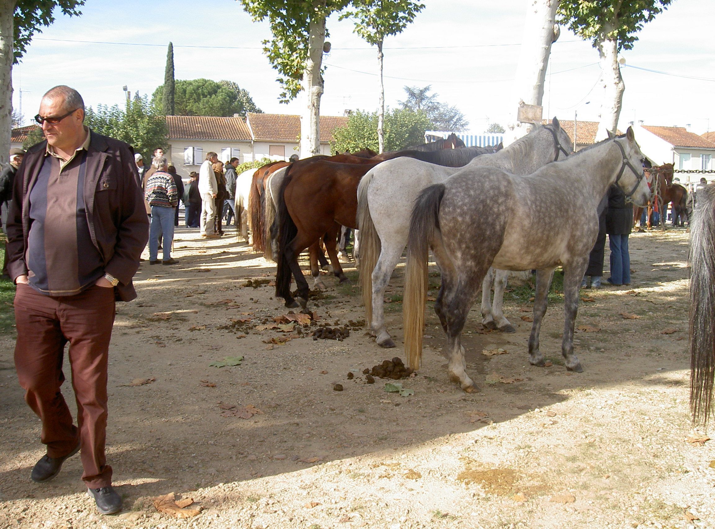 Un hombre caminando al lado de un grupo de caballos en un entorno al aire libre, con árboles y edificios al fondo.
