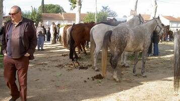 Un hombre caminando al lado de un grupo de caballos en un entorno al aire libre, con árboles y edificios al fondo.