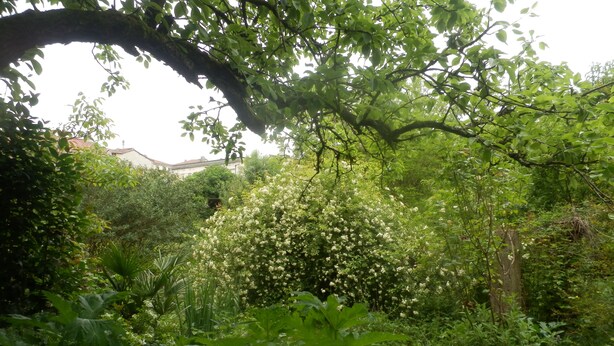 Un jardin luxuriant, avec un feuillage dense et une grande variété de plantes.